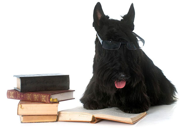 Honden ABC jargon voor hondenbezitters