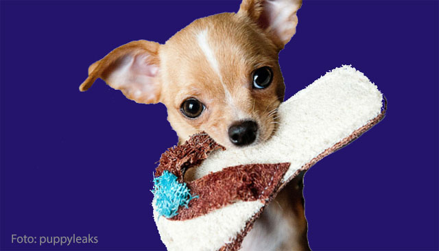 Het Los commando aanleren