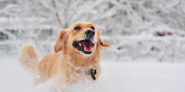Pret in de verse sneeuw