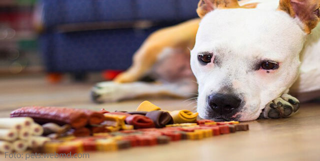 De hond leren om het te negeren