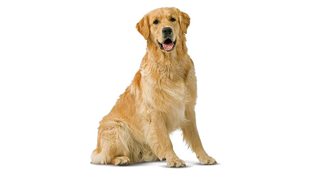 Je hond leren zitten