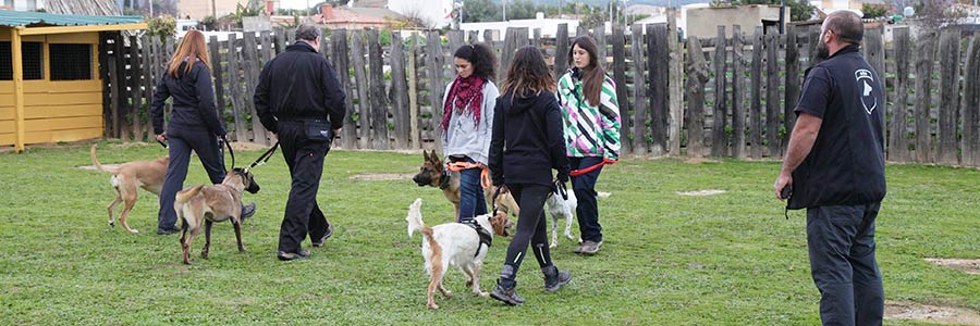 Gehoorzaamheidscursus met de bijtgrage hond