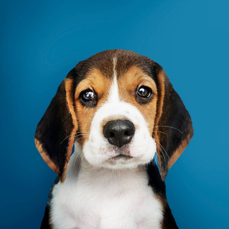 Fase van pups beagle