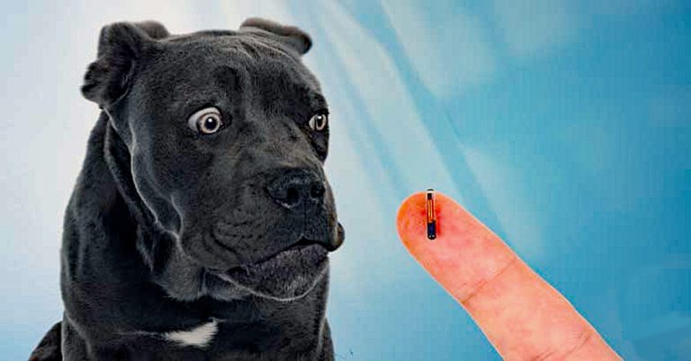 Het chippen van je hond schrikken