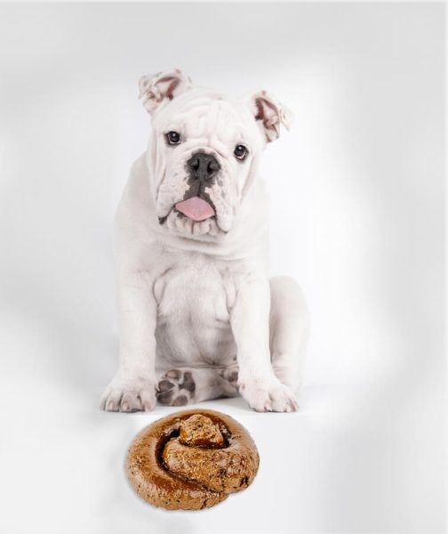 Poep, waarom eten honden dit?