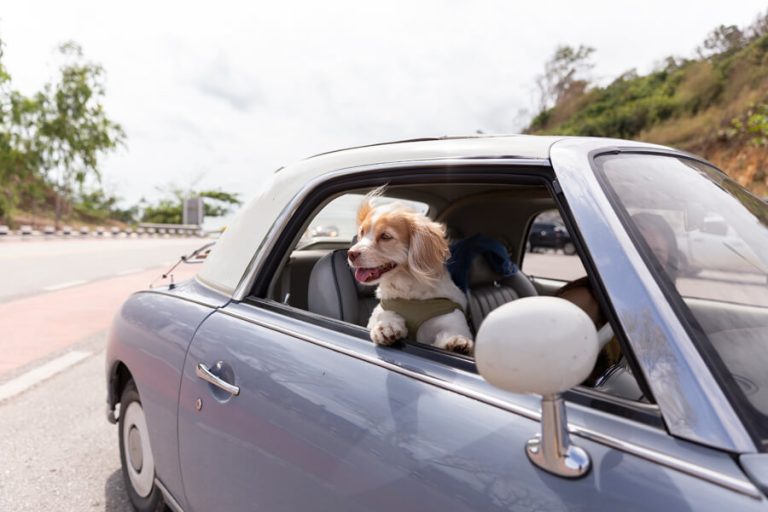 autorit met uw hond enjoy the ride
