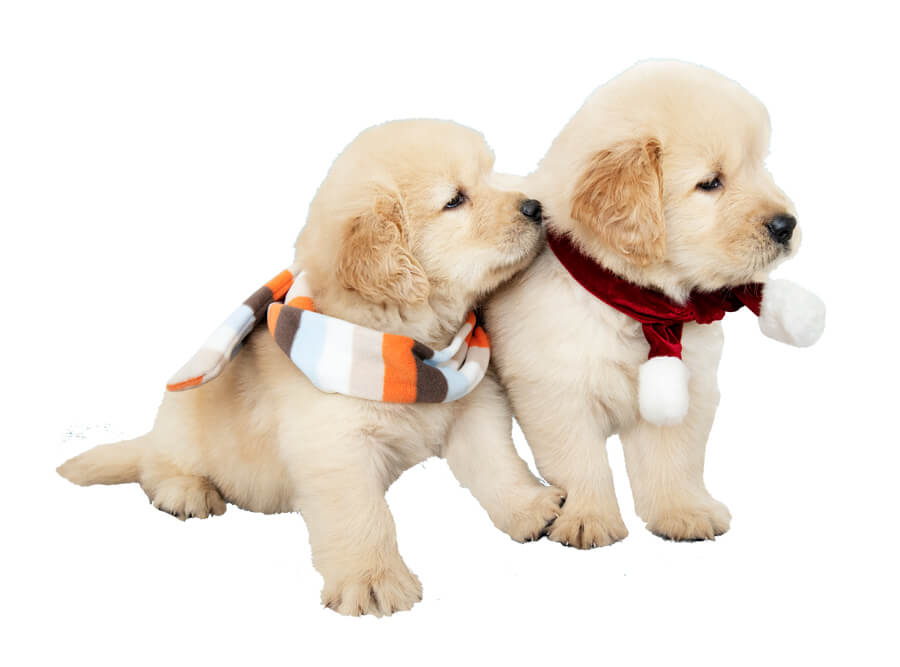 Fase van pups golden retreiver