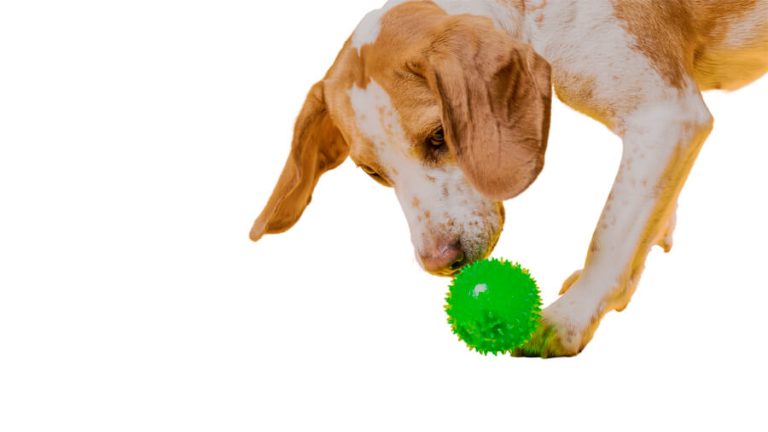 Voerspeelgoed treatball