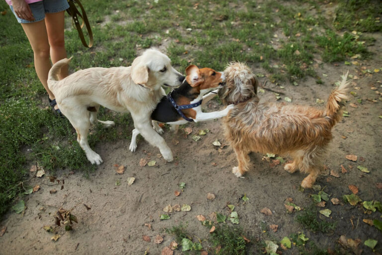 hondenpark ontmoeting kennismaking