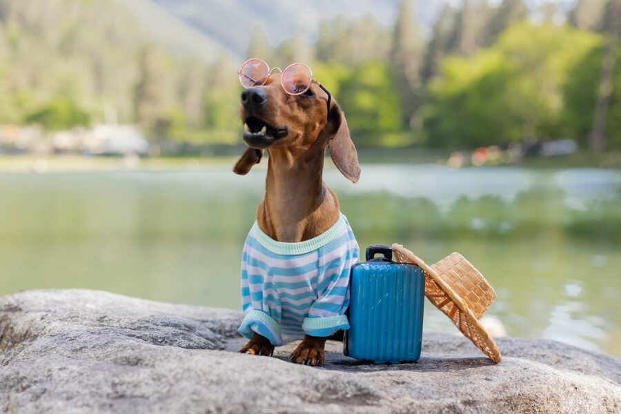 hond op vakantie teckel