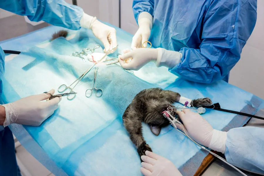 Is uw dierenarts nog wel objectief-operartie