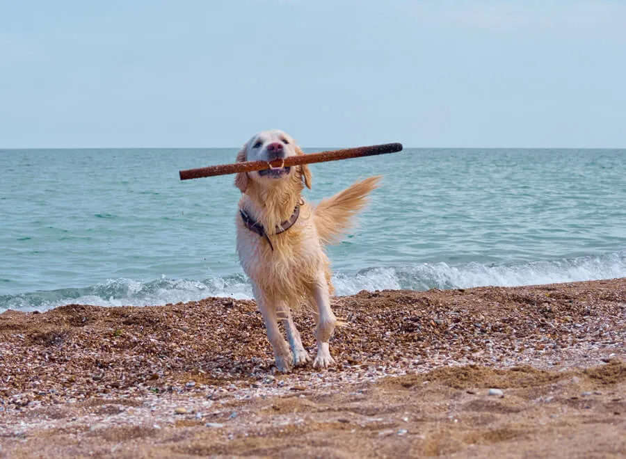 Apporteren op het strand