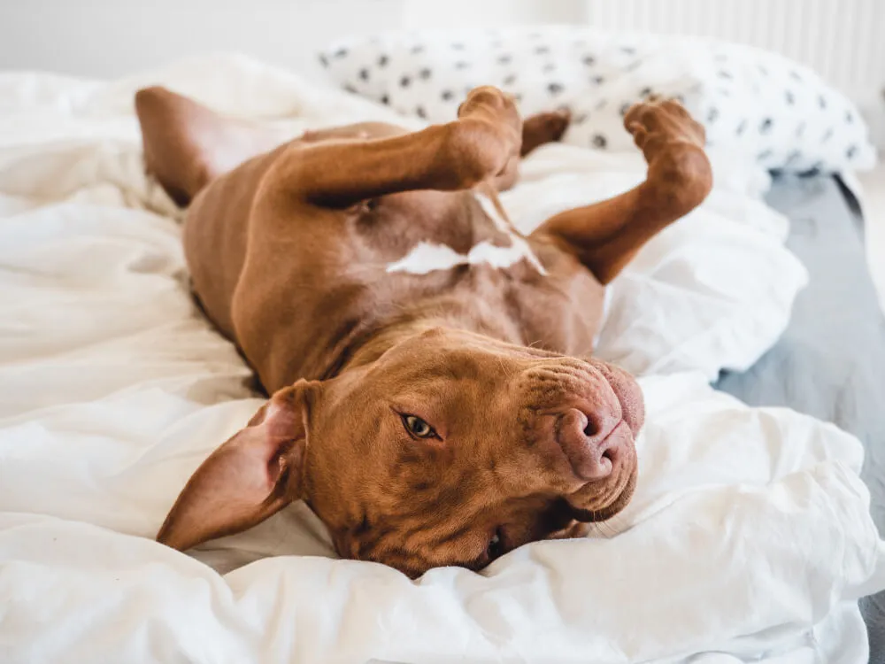 Beste hondenmand is gewoon een bed, alsdus de hond