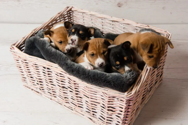 Beste hondenmand is gevuld met pups