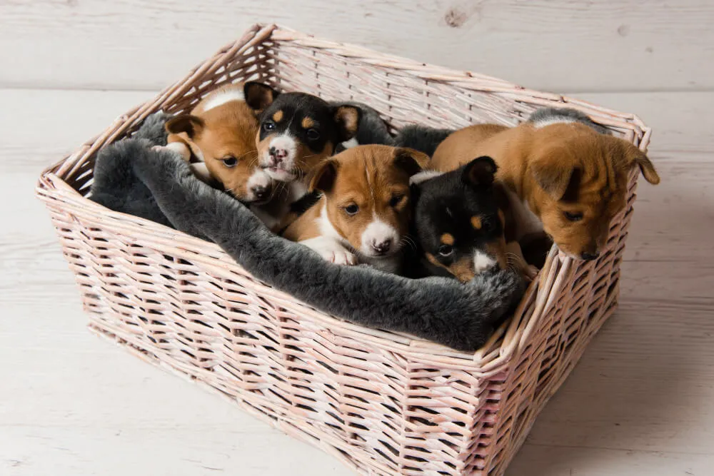 Beste hondenmand is gevuld met pups